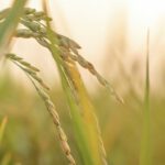 Gǔyǔ – Das Fest des Kornregens