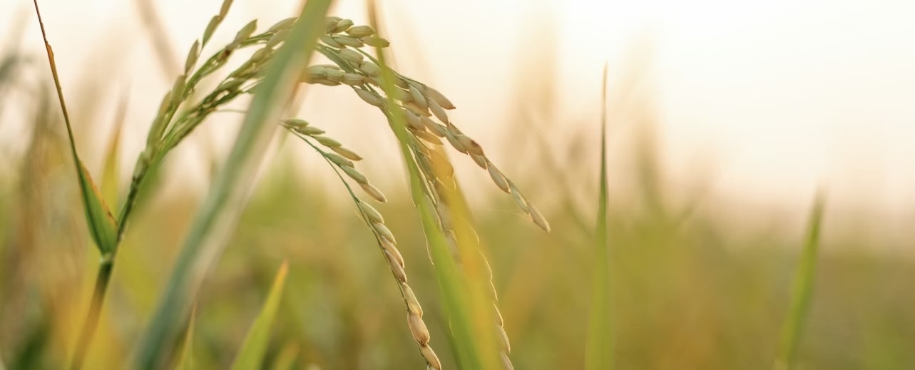 Gǔyǔ – Das Fest des Kornregens