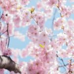 Mit TCM durch den Frühling