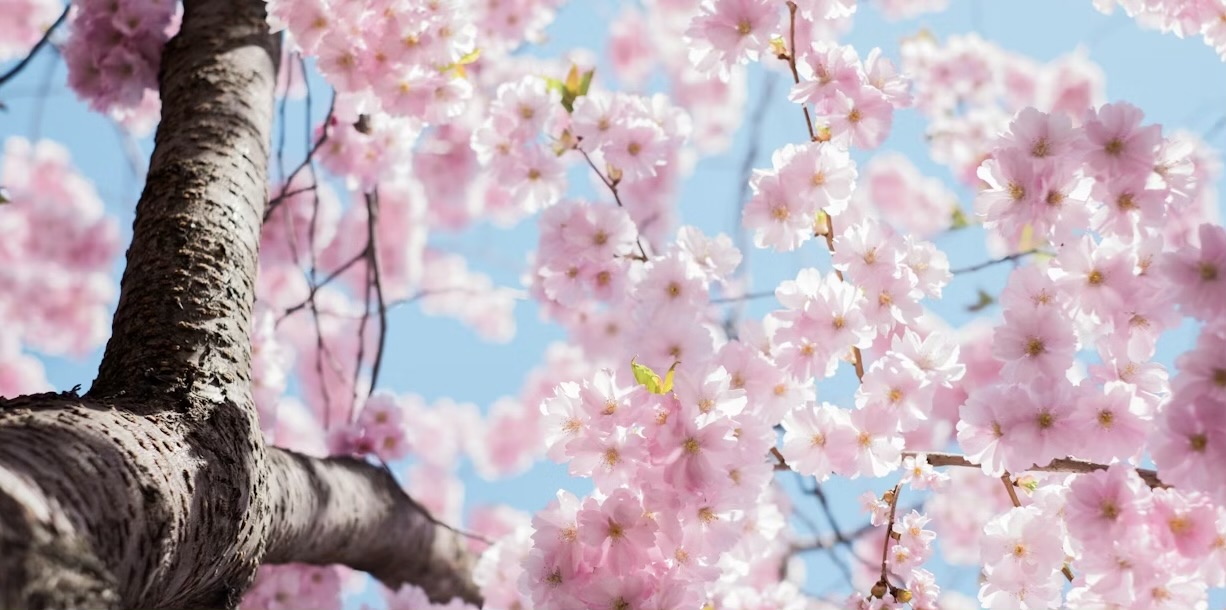 Mit TCM durch den Frühling
