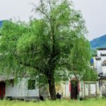 Warum sich Traditionelle Chinesische Medizin für jeden lohnt