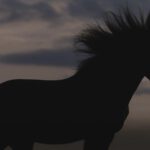 2026: Jahr des Pferdes